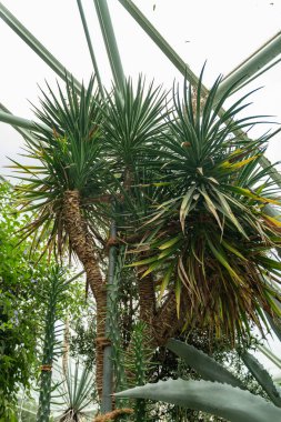 Saint Gallen, İsviçre, 13 Kasım 2023 Aloe Aloifolia veya botanik bahçesindeki Aloe Yucca