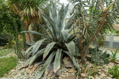 Saint Gallen, İsviçre, 13 Kasım 2023 Agave Franzosinii bitkisi botanik bahçesinde