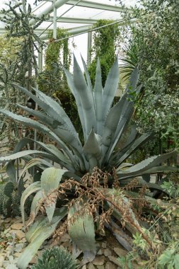 Saint Gallen, İsviçre, 13 Kasım 2023 Agave Franzosinii bitkisi botanik bahçesinde