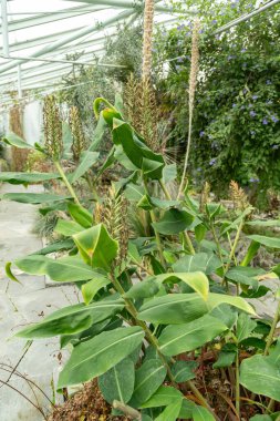 Saint Gallen, İsviçre, 13 Kasım 2023 Hedychium Gardnerianum veya botanik bahçesindeki zencefilli zambak bitkisi