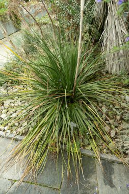 Saint Gallen, İsviçre, 13 Kasım 2023 Dasylirion fabrikası botanik bahçesinde.