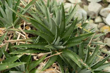 Saint Gallen, İsviçre, 13 Kasım 2023 Dyckia Brevifolia veya botanik bahçesindeki testere fabrikası