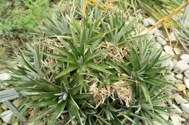 Saint Gallen, İsviçre, 13 Kasım 2023 Dyckia Brevifolia veya botanik bahçesindeki testere fabrikası