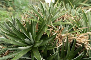 Saint Gallen, İsviçre, 13 Kasım 2023 Dyckia Brevifolia veya botanik bahçesindeki testere fabrikası