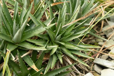 Saint Gallen, İsviçre, 13 Kasım 2023 Dyckia Brevifolia veya botanik bahçesindeki testere fabrikası