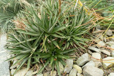 Saint Gallen, İsviçre, 13 Kasım 2023 Dyckia Brevifolia veya botanik bahçesindeki testere fabrikası