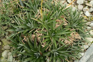 Saint Gallen, İsviçre, 13 Kasım 2023 Dyckia Brevifolia veya botanik bahçesindeki testere fabrikası