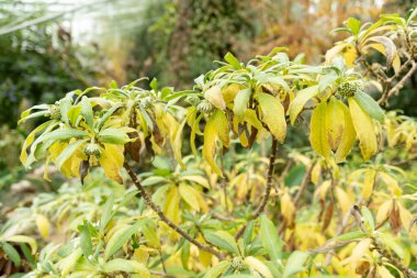 Saint Gallen, İsviçre, 13 Kasım 2023 Edgeworthia Chrysantha veya botanik bahçesindeki doğulu kağıt çalısı