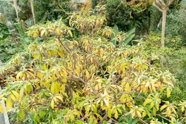 Saint Gallen, İsviçre, 13 Kasım 2023 Edgeworthia Chrysantha veya botanik bahçesindeki doğulu kağıt çalısı