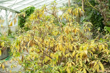 Saint Gallen, İsviçre, 13 Kasım 2023 Edgeworthia Chrysantha veya botanik bahçesindeki doğulu kağıt çalısı