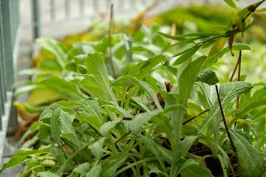 Saint Gallen, İsviçre, 13 Kasım 2023 Primula X Kewensis fabrikası botanik bahçesinde.