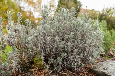 Saint Gallen, İsviçre, 13 Kasım 2023 Lavendula Angustifolia ya da botanik bahçesindeki gerçek lavanta bitkisi