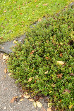 Saint Gallen, İsviçre, 13 Kasım 2023 Arctostaphylos uva-ursi veya botanik bahçesindeki ayı çileği bitkisi