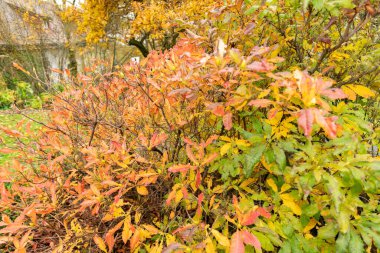 Saint Gallen, İsviçre, 13 Kasım 2023 Rhododendron Luteum veya botanik bahçesindeki sarı açelya bitkisi