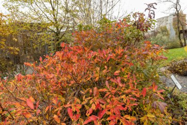 Saint Gallen, İsviçre, 13 Kasım 2023 Rhododendron Luteum veya botanik bahçesindeki sarı açelya bitkisi