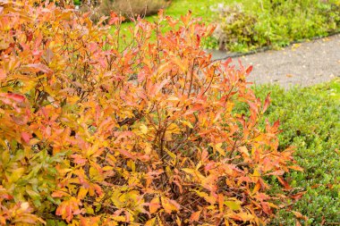 Saint Gallen, İsviçre, 13 Kasım 2023 Rhododendron Luteum veya botanik bahçesindeki sarı açelya bitkisi