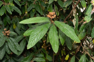 Saint Gallen, İsviçre, 13 Kasım 2023 Viburnum Rhytidophyllum veya botanik bahçesindeki deri yaprağı viburnum bitkisi