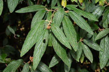 Saint Gallen, İsviçre, 13 Kasım 2023 Viburnum Rhytidophyllum veya botanik bahçesindeki deri yaprağı viburnum bitkisi