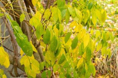 Saint Gallen, İsviçre, 13 Kasım 2023 Wisteria Floribunda veya botanik bahçesindeki Japon Wisteria bitkisi