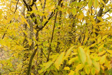 Saint Gallen, İsviçre, 13 Kasım 2023 Acer Carpinifolium veya botanik bahçesindeki hornbeam akçaağaç bitkisi