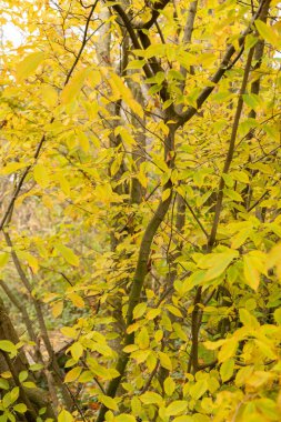 Saint Gallen, İsviçre, 13 Kasım 2023 Acer Carpinifolium veya botanik bahçesindeki hornbeam akçaağaç bitkisi