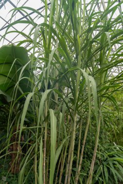 Saint Gallen, İsviçre, 13 Kasım 2023 Saccharum Officinarum veya botanik bahçesindeki şeker kamışı fabrikası