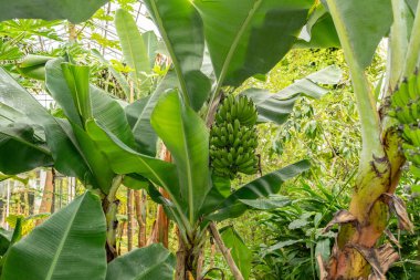 Saint Gallen, İsviçre, 13 Kasım 2023 Musa Acuminata veya botanik bahçesindeki muz ağacı