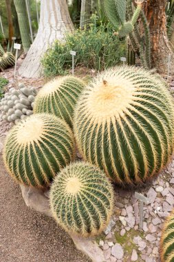Saint Gallen, İsviçre, 13 Kasım 2023 Echinocactus Grusonii veya botanik bahçesindeki altın varil kaktüsü