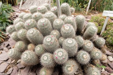Saint Gallen, İsviçre, 13 Kasım 2023 Mammillaria Geminispina veya botanik bahçesindeki ikiz dikenli kaktüs