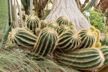 Saint Gallen, İsviçre, 13 Kasım 2023 Notocactus Magnifica veya botanik bahçesindeki top kaktüsü.
