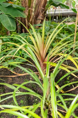 Saint Gallen, İsviçre, 13 Kasım 2023 Ananas Comosus ya da botanik bahçesindeki anik bitkisi