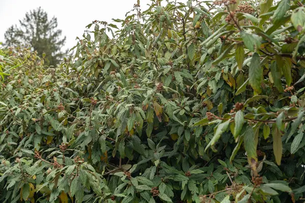 Saint Gallen, İsviçre, 13 Kasım 2023 Viburnum Rhytidophyllum veya botanik bahçesindeki deri yaprağı viburnum bitkisi