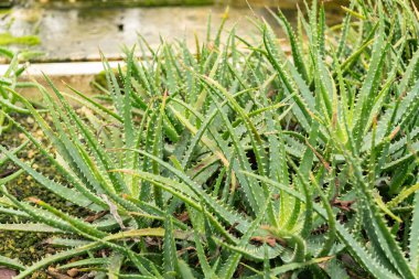 Saint Gallen, İsviçre, 13 Kasım 2023 Aloe Humilis veya botanik bahçesindeki örümcek aloe bitkisi