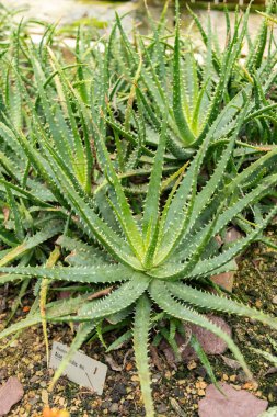 Saint Gallen, İsviçre, 13 Kasım 2023 Aloe Humilis veya botanik bahçesindeki örümcek aloe bitkisi