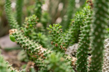 Saint Gallen, İsviçre, 14 Kasım 2023 Monadenium Guentheri bitkisi botanik bahçesinde.