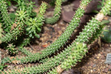 Saint Gallen, İsviçre, 14 Kasım 2023 Monadenium Guentheri bitkisi botanik bahçesinde.