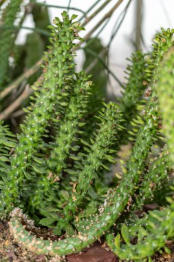 Saint Gallen, İsviçre, 14 Kasım 2023 Monadenium Guentheri bitkisi botanik bahçesinde.