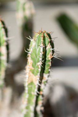 Saint Gallen, İsviçre, 14 Kasım 2023 Euphorbia Handiensis kaktüsü botanik bahçesinde