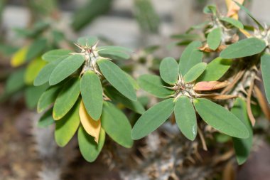 Saint Gallen, İsviçre, 14 Kasım 2023 Euphorbia Duranii bitkisi botanik bahçesinde.