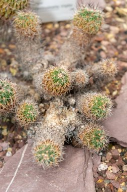 Saint Gallen, İsviçre, 14 Kasım 2023 Botanik Bahçesindeki Echinofossulocactus Crispatus fabrikası