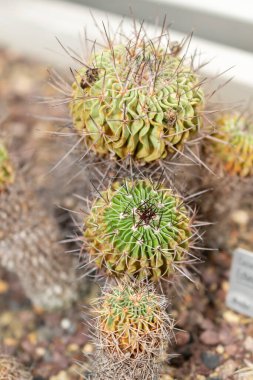 Saint Gallen, İsviçre, 14 Kasım 2023 Botanik Bahçesindeki Echinofossulocactus Crispatus fabrikası