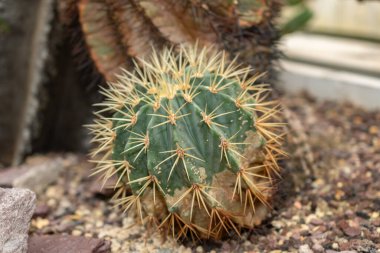 Saint Gallen, İsviçre, 14 Kasım 2023 Astrophytum Ornatum veya botanik bahçesindeki piskopos başlıklı kaktüs.