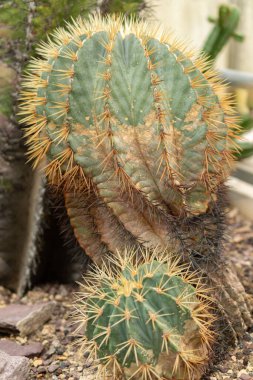 Saint Gallen, İsviçre, 14 Kasım 2023 Astrophytum Ornatum veya botanik bahçesindeki piskopos başlıklı kaktüs.