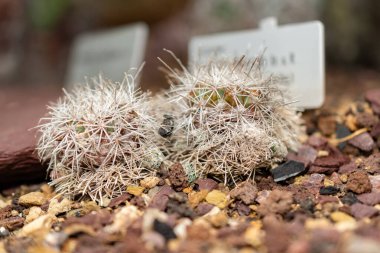 Saint Gallen, İsviçre, 14 Kasım 2023 Botanik Bahçesinde Neolloydia Horripila kaktüsü