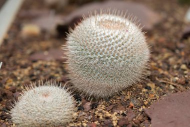 Saint Gallen, İsviçre, 14 Kasım 2023 Mammillaria Geminispina veya botanik bahçesindeki ikiz dikenli kaktüs