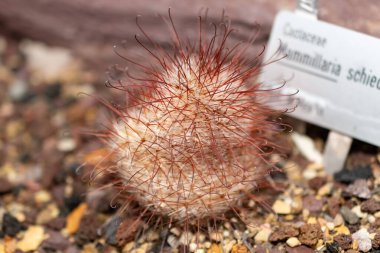 Saint Gallen, İsviçre, 14 Kasım 2023 Mammillaria Schiedeana kaktüsü botanik bahçesinde