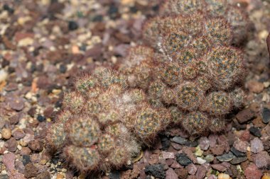 Saint Gallen, İsviçre, 14 Kasım 2023 Mammillaria Prolifera veya botanik bahçesinde Teksas meme ucu kaktüsü