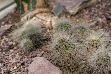 Saint Gallen, İsviçre, 14 Kasım 2023 Echinocereus Stramineus veya botanik bahçesindeki çilek kaktüsü