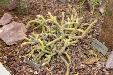 Saint Gallen, İsviçre, 14 Kasım 2023 Rhipsalis Coralloides kaktüsü botanik bahçesinde.