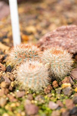 Saint Gallen, İsviçre, 14 Kasım 2023 Notocactus Schlosseri bitkisi botanik bahçesinde.